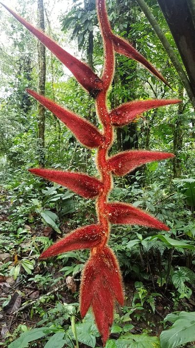 Heliconia vellerigera, photographed by Alan Rockefeller
