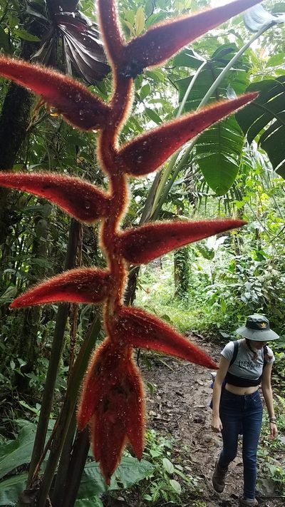 Heliconia vellerigera, photographed by Alan Rockefeller