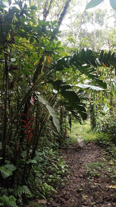 Heliconia vellerigera, photographed by Alan Rockefeller