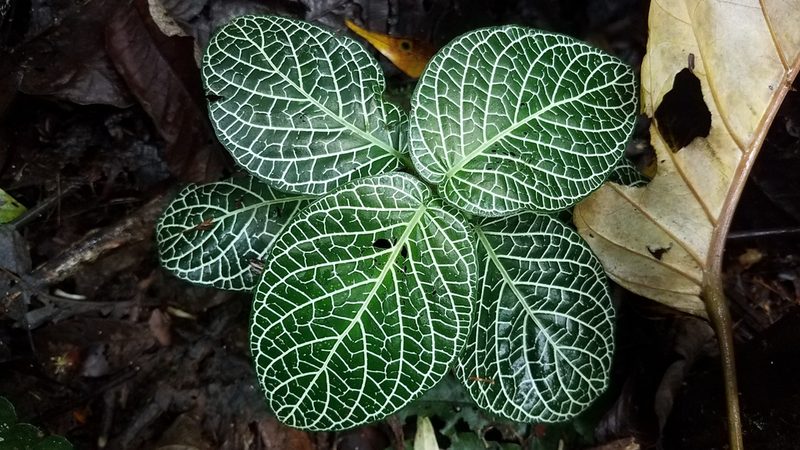 Fittonia albivenis, photographed by Alan Rockefeller