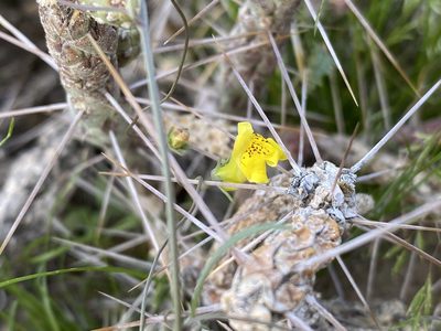Neogaerrhinum filipes, photographed by Matt Berger