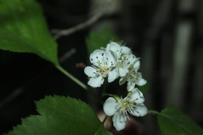 Crataegus schuettei, photographed by Étienne Lacroix-Carignan