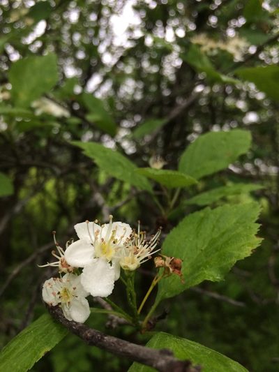 Crataegus scabrida, photographed by Étienne Lacroix-Carignan