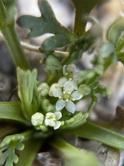 Spermolepis infernensis, photographed by Matt Berger