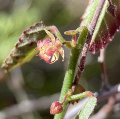 Ayenia compacta, photographed by Matt Berger