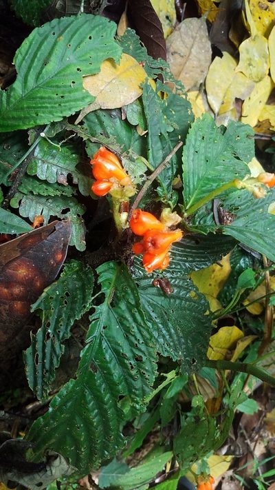 Gasteranthus corallinus, photographed by Alan Rockefeller
