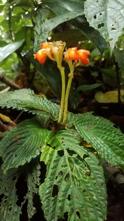 Gasteranthus corallinus, photographed by Alan Rockefeller