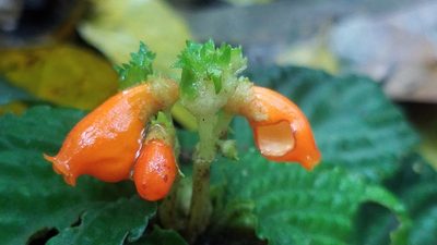 Gasteranthus corallinus, photographed by Alan Rockefeller
