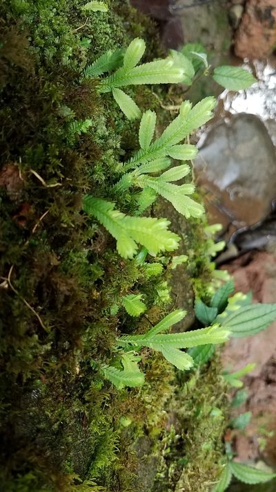 Selaginella speciosa, photographed by Alan Rockefeller