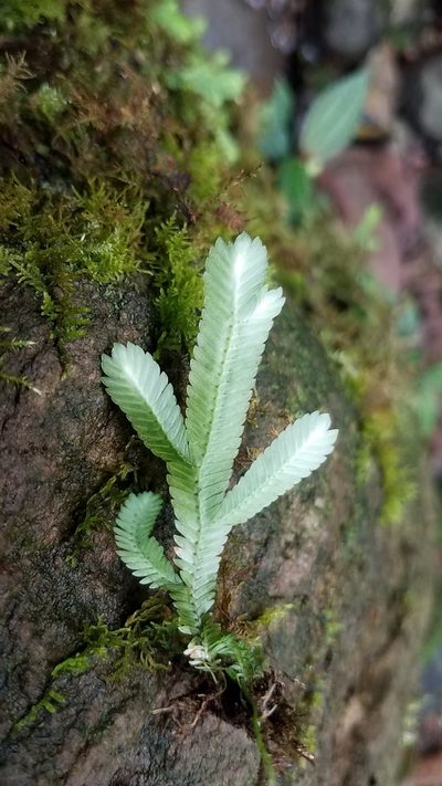 Selaginella speciosa, photographed by Alan Rockefeller