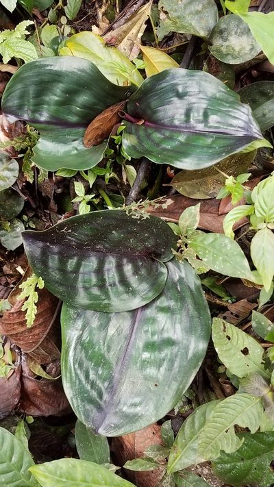 Geogenanthus ciliatus, photographed by Alan Rockefeller