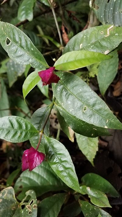 Palicourea ostreophora, photographed by Alan Rockefeller