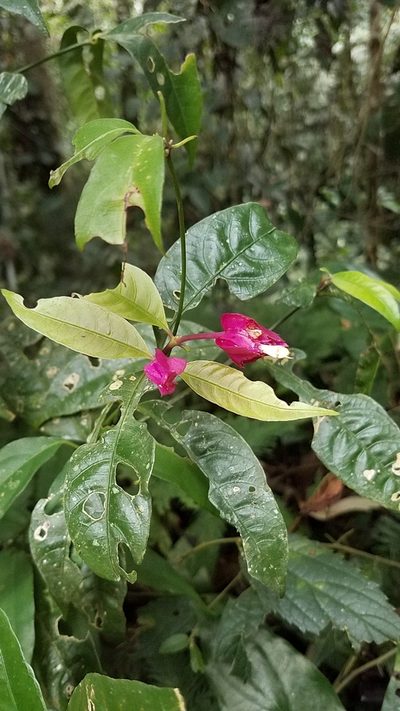 Palicourea ostreophora, photographed by Alan Rockefeller