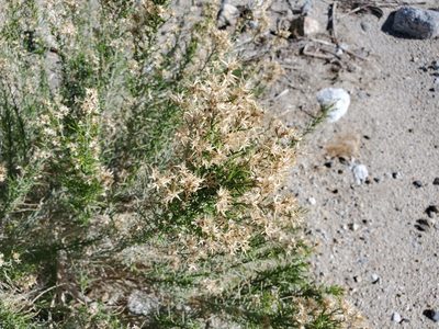 Ericameria paniculata, photographed by Bob Miller