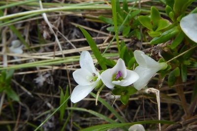 Veronica colostylis, photographed by Cara-Lisa Schloots