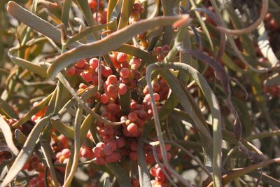 Phoradendron carneum, photographed by Alexis López Hernández