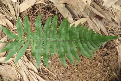 Dryopteris cycadina, photographed by chiuluan