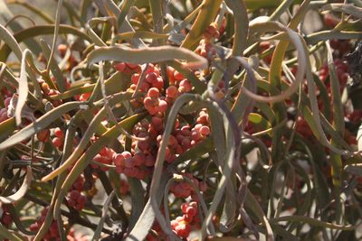 Phoradendron carneum, photographed by Alexis López Hernández