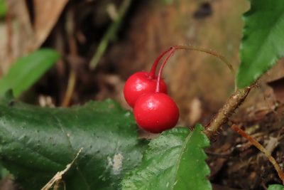 Ardisia pusilla, photographed by chiuluan