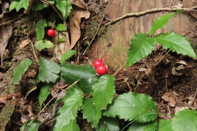 Ardisia pusilla, photographed by chiuluan
