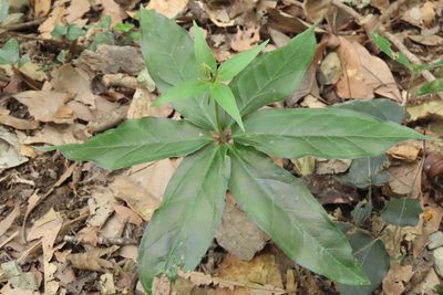 Paris polyphylla, photographed by chiuluan