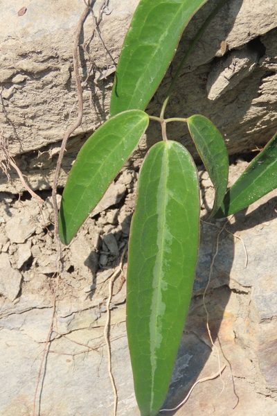 Clematis uncinata, photographed by chiuluan