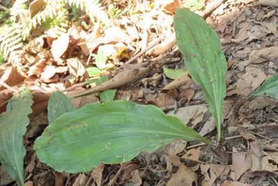 Cremastra appendiculata, photographed by chiuluan