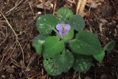 Viola diffusa, photographed by chiuluan