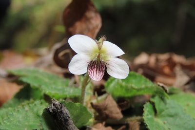 Viola adenothrix, photographed by chiuluan