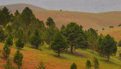 Pinus kesiya, photographed by Josip Skejo