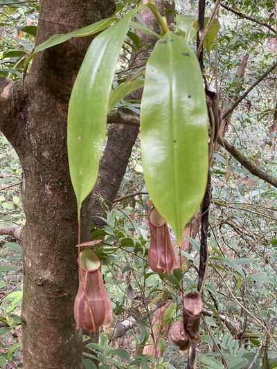 Nepenthes distillatoria, photographed by William Stephens