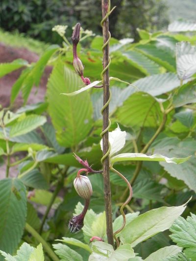 Ceropegia oculata, photographed by S.MORE