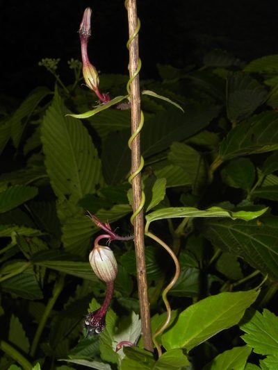 Ceropegia oculata, photographed by S.MORE