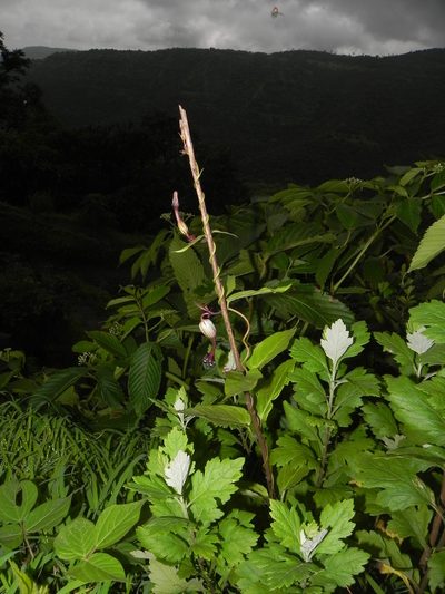 Ceropegia oculata, photographed by S.MORE