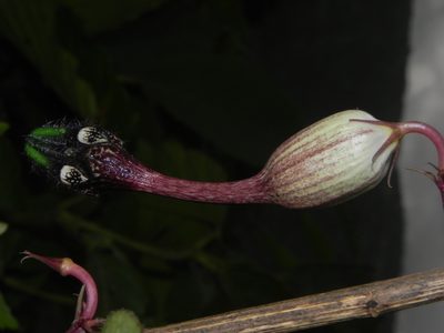 Ceropegia oculata, photographed by S.MORE