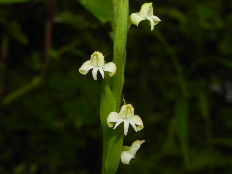 Habenaria brachyphylla, photographed by S.MORE
