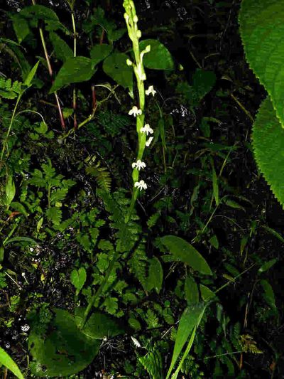 Habenaria brachyphylla, photographed by S.MORE