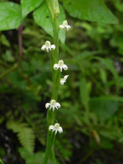 Habenaria brachyphylla, photographed by S.MORE