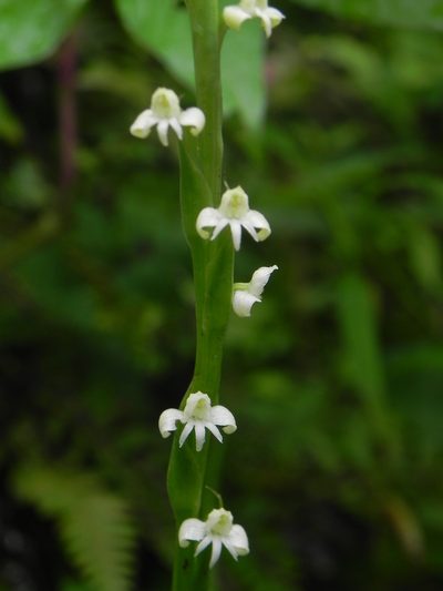 Habenaria brachyphylla, photographed by S.MORE