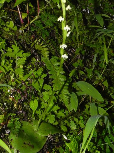 Habenaria brachyphylla, photographed by S.MORE
