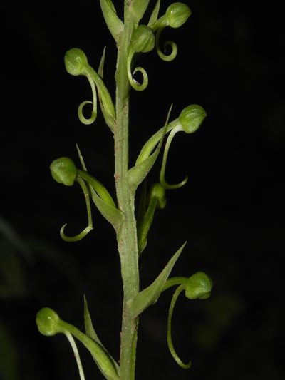 Habenaria furcifera, photographed by S.MORE