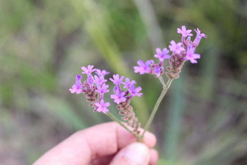 Verbena intermedia, photographed by Romi Galeota Lencina