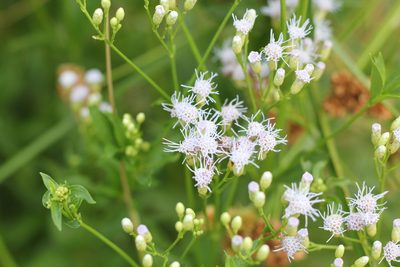 Chromolaena laevigata, photographed by Romi Galeota Lencina
