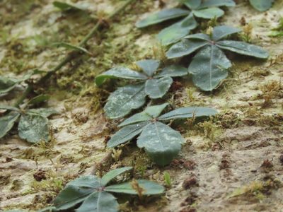 Tetrastigma obtectum, photographed by chiuluan