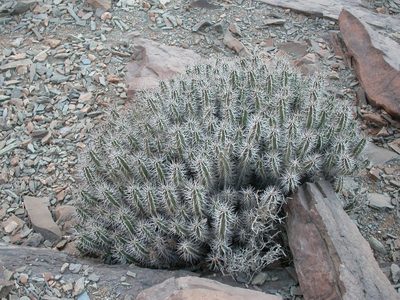 Euphorbia officinarum, photographed by Yves Bas