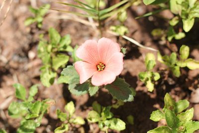 Turnera sidoides, photographed by Romi Galeota Lencina