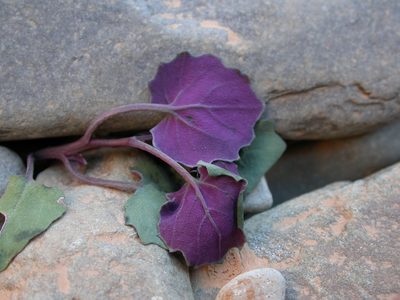 Senecio flavus, photographed by Yves Bas