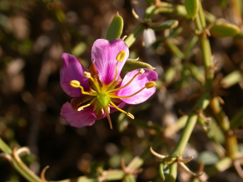 Zygophyllum harpago, photographed by Yves Bas