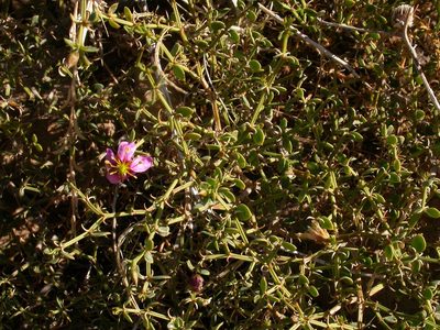 Zygophyllum harpago, photographed by Yves Bas