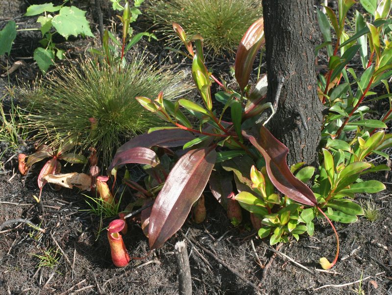 Nepenthes mirabilis, photographed by Oleg Kosterin